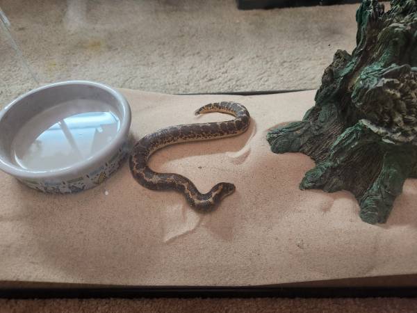 Kenyan Sand Boa-Fee $40! (Sacramento)63679359468931121
