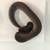 Ball python hatchlings 1 thumbnail