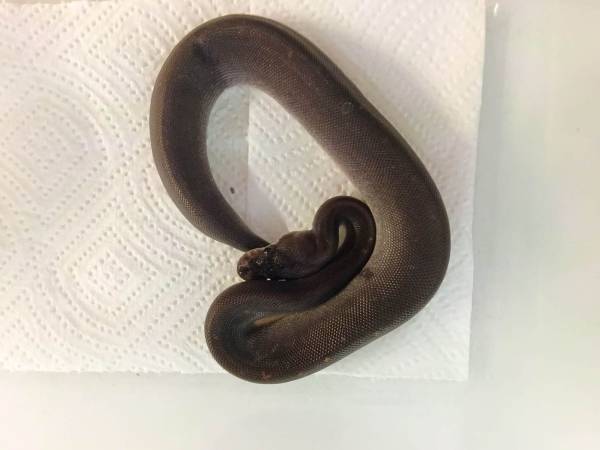 Ball python hatchlings 1