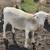 White Dorper Sheep Ram Lamb 1 thumbnail