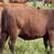Red Angus Replacement Heifers 15 thumbnail
