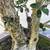 Olive Bonsai 2 thumbnail