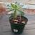 Succulent 3 thumbnail