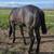 Barrel Horse Prospect, or roping. Sire is 1D son of Dash Ta Fame 2 thumbnail