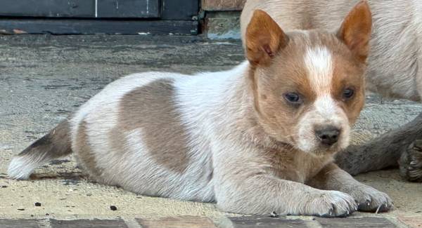 Red Heeler Puppy 1