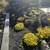 Gardening, landscaping services 7 thumbnail