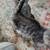 Bengal kittens 14 thumbnail