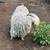 Angora Goats 6 thumbnail