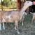 Healthy Nubian Dairy Goat Doe 3 thumbnail
