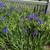 Free ditch lilies, hosta, iris, ferns 2 thumbnail