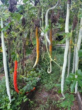 Seeds- rare Python snake bean Gourds. 1