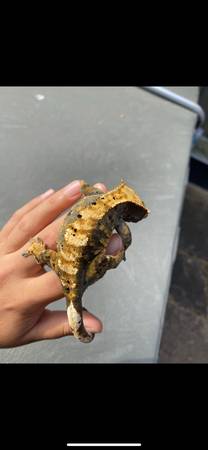 Una hembra de gecko crestado necesita un nuevo hogar (ventura)63686109411201121