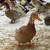 Rehoming Farm Animals - Ducks 10 thumbnail
