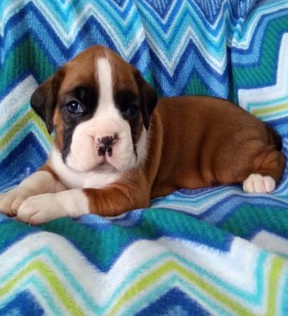 sweet 9-week-OLD Boxer 1