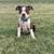 Boston Terrier Puppies 3 thumbnail