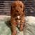 mini goldendoodles 4 thumbnail