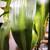 Household - Planter w/ Roller Caddie + Plant, Ceramic (2) 2 thumbnail