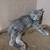 Gray kitten 7 thumbnail