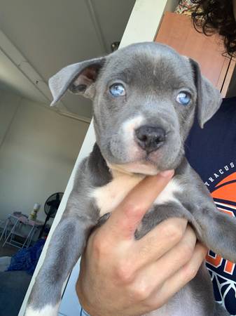 Pitbull Puppy Pets Craigslist 00202 Afjl54KCJZl 0t20CI 600x450