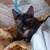 Affectionate 4month old female kitten for adoption 1 thumbnail