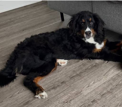 LOST BERMESE MOUNTAIN DOG 11/26 - REWARD (Fort Washington)64662638707331120