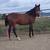 4yr old mare 3 thumbnail
