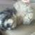 Kobe needs a good forever home 2 thumbnail