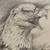 EAGLE 21 x 17  DRAWING IN FRAME  # VINTAGE 1 thumbnail