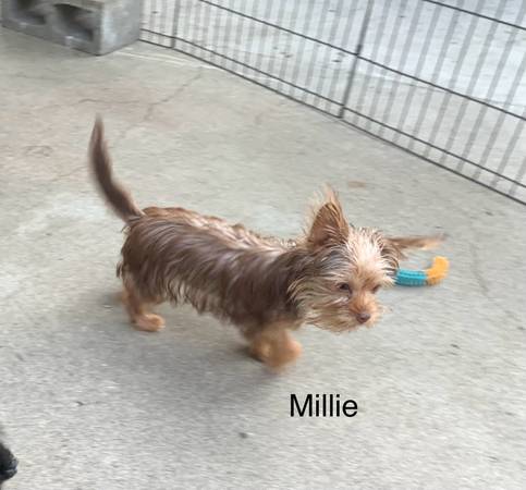 Female Parti Yorkie63790338280577122