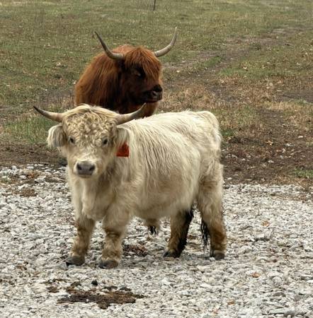 Miniature Cattle 1