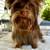 6 Month Old Yorkshire Terrier Puppies 4 thumbnail