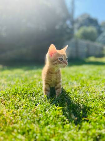 5 kittens in need of Home (Joliet)63918925159427123