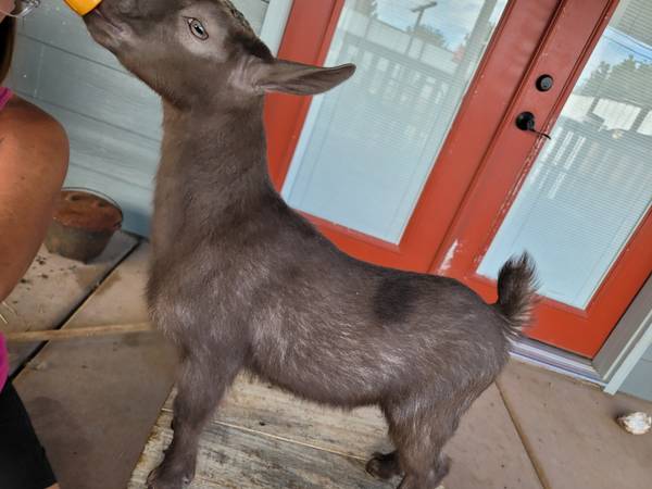 Nigerian wether kid, 07/22/26, bottle baby,  debudded 1