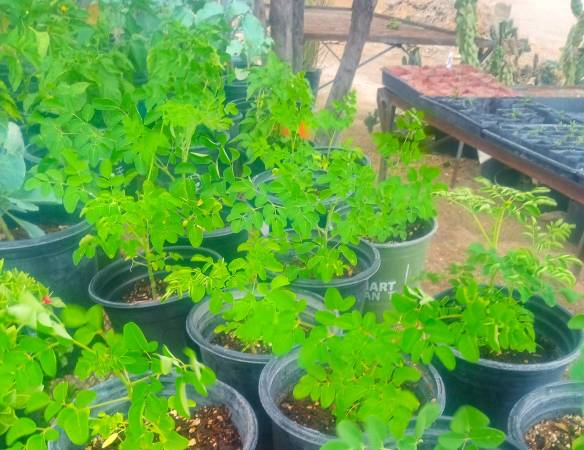 1 GALLON MORINGA TREES 1