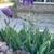 Purple Iris ‘s 1 thumbnail