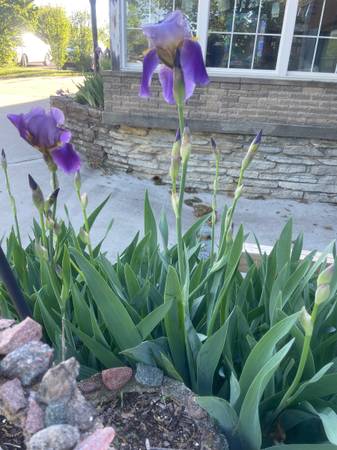 Purple Iris ‘s 1