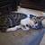 TABBY KITTEN 5 thumbnail