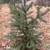 Evergreen Trees 7 thumbnail