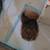 Pomeranian 1 thumbnail