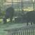 5 black heifers 2 thumbnail
