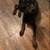 🐶 Transform Your Dog in 28 Days – Manhattan & Surrounding Areas 🗽 ✅ 19 thumbnail