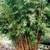 Clumping Alphonse Karr Bamboo 9 thumbnail