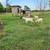 Goats for sell 7 thumbnail
