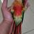 Green chick conure bird parrot parrots 7 thumbnail