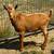 Guernsey Young Buck 1 thumbnail