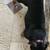 UKC Black Tri Female Pocket Bully 4 thumbnail