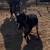 Nigerian Dwarf Buck 1 thumbnail