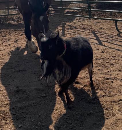 Nigerian Dwarf Buck 1