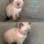 Siamese Kittens 1 thumbnail