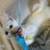 Pure white kitten 7 thumbnail